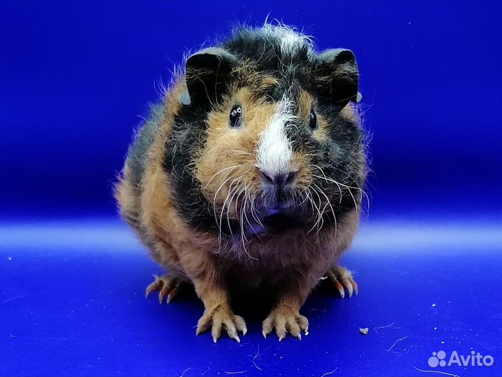 Ми-ми-мишки - морские свинки