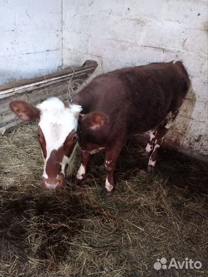 Телка 8мес