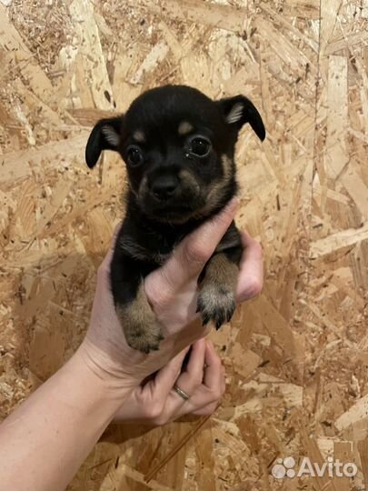 Той-терьер щенки