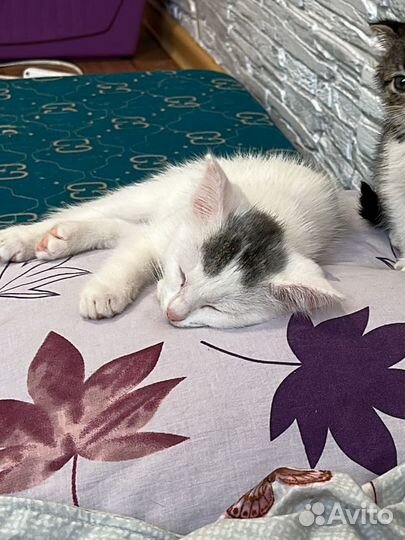 Котенок без породы