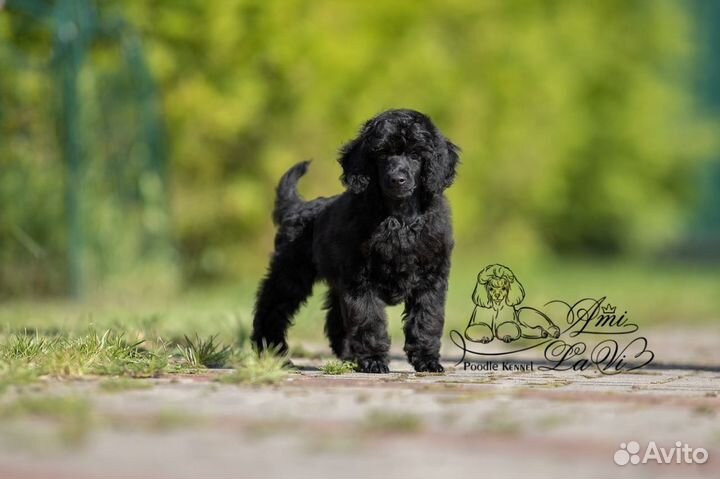 Карликовый пудель