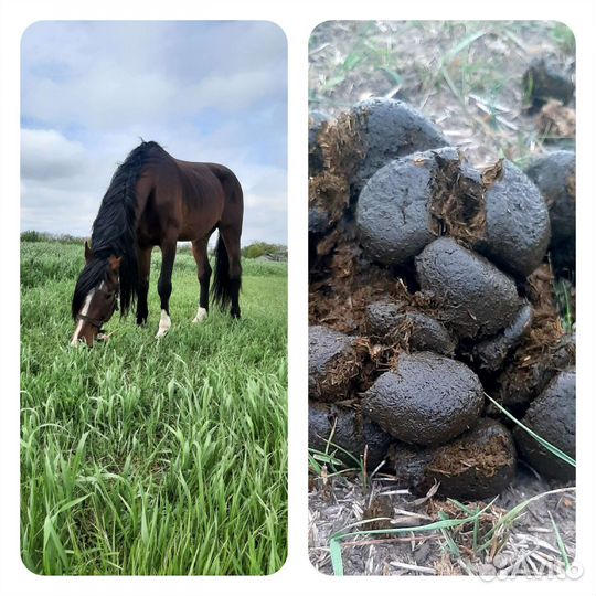 Навоз конский в мешках