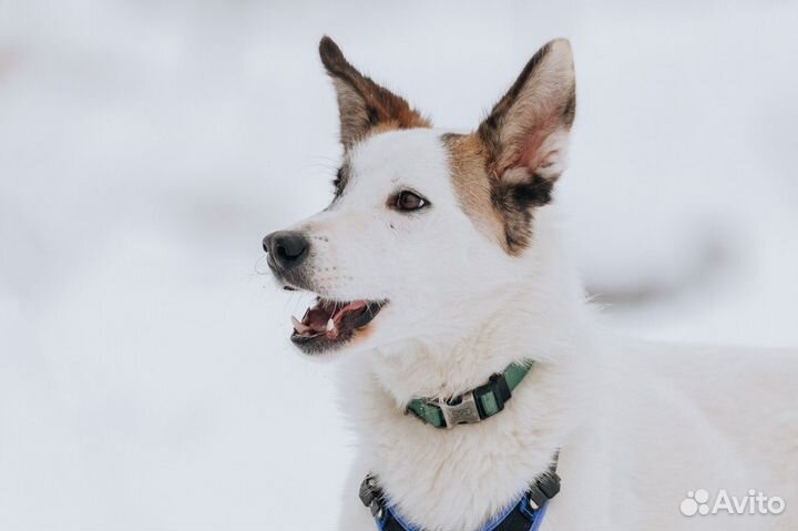Шпиц в добрые руки