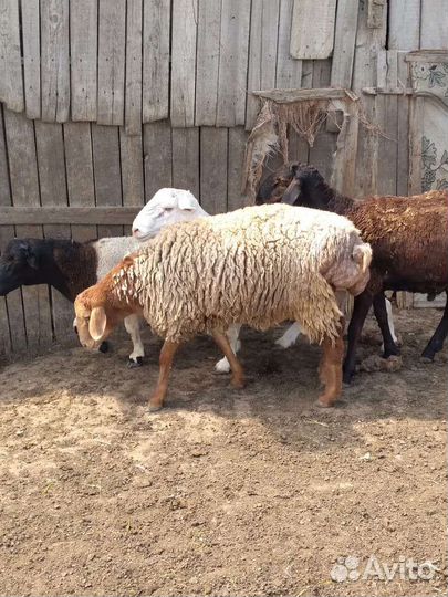 Баран на племя