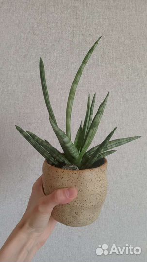 Сансевиерия цилиндрика тиара