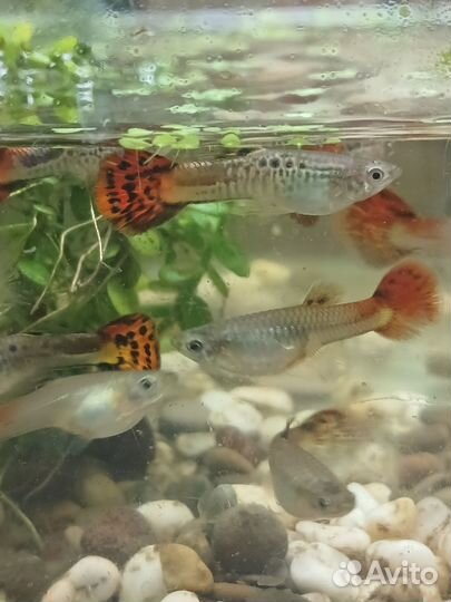 Аквариумные рыбки гуппи
