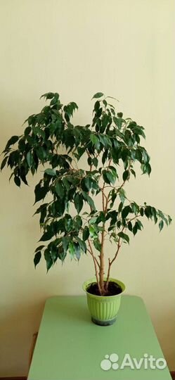 Фикус бенджамина