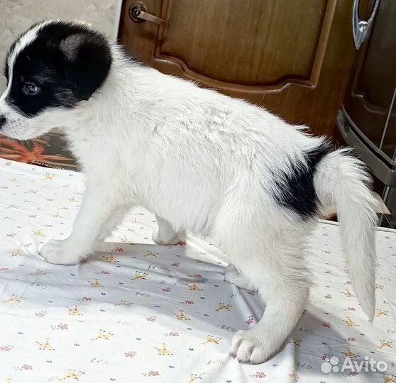 Отдам в добрые руки щенков