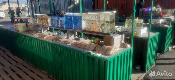 Аквариумные рыбки