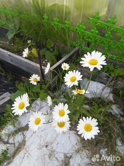 Клубника и цветы многолетние