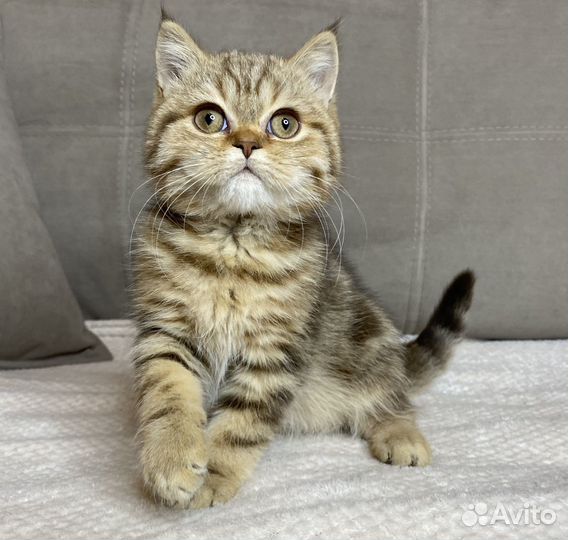 Британские котята