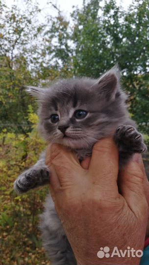 Кошка в дар бесплатно