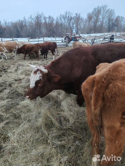 Быки на племя