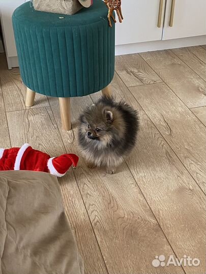 Померанский шпиц девочка