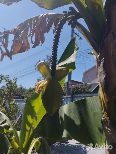 Банановое дерево комнатное