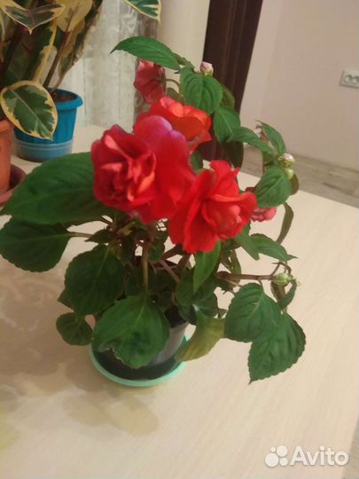 Бальзамин махровый