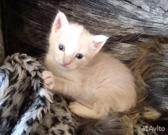 Котик