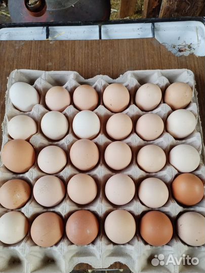 Утки, кролики