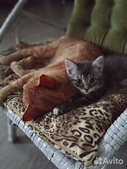 Котенок в дар