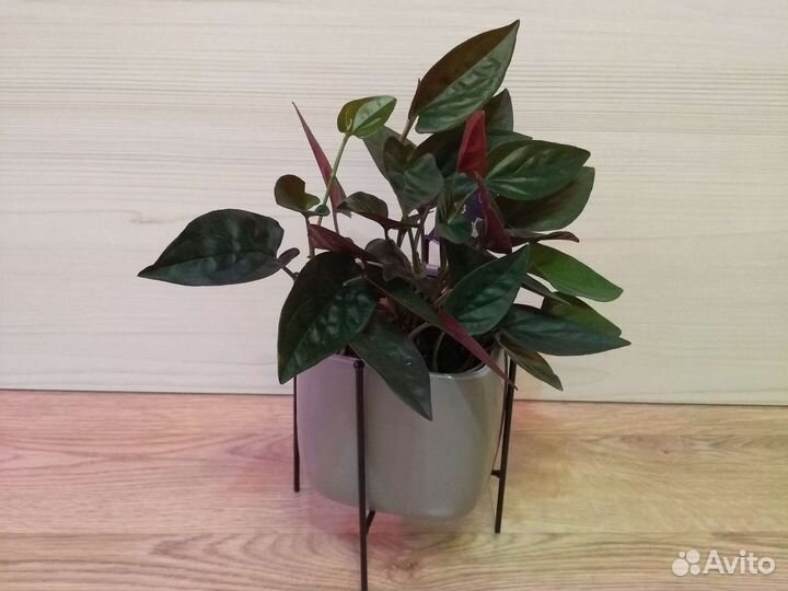 Модное растение в интерьере