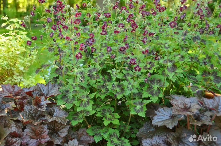 Герань Аквилегия Фиалка Жемчужница