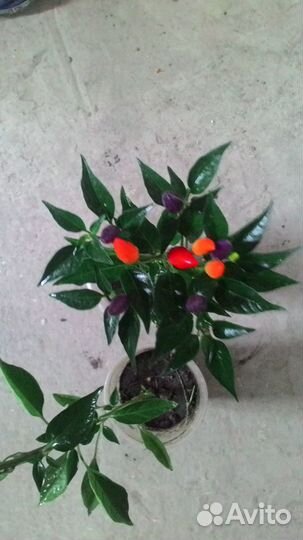 Продам Перец Маскарад