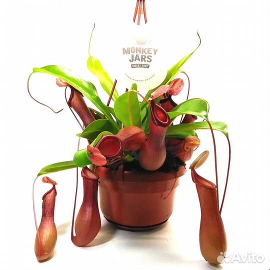 Цветок хищник Непентес