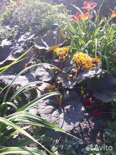 Бузульник шоколадный 