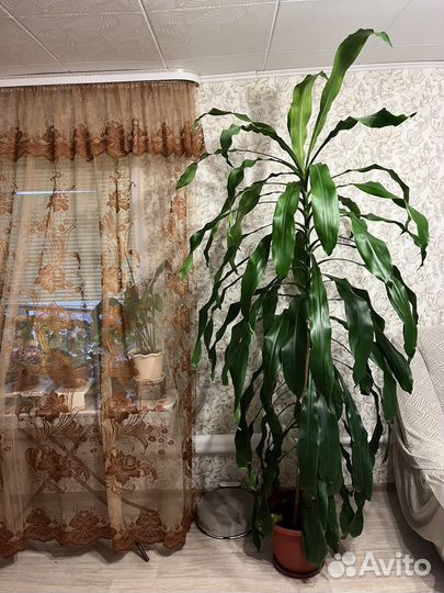 Пальма драцена