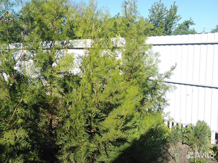 Саженцы туи