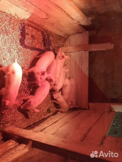 Поросята продажа рядом