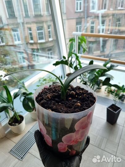 Спатифиллум/замиокулькас/кливия