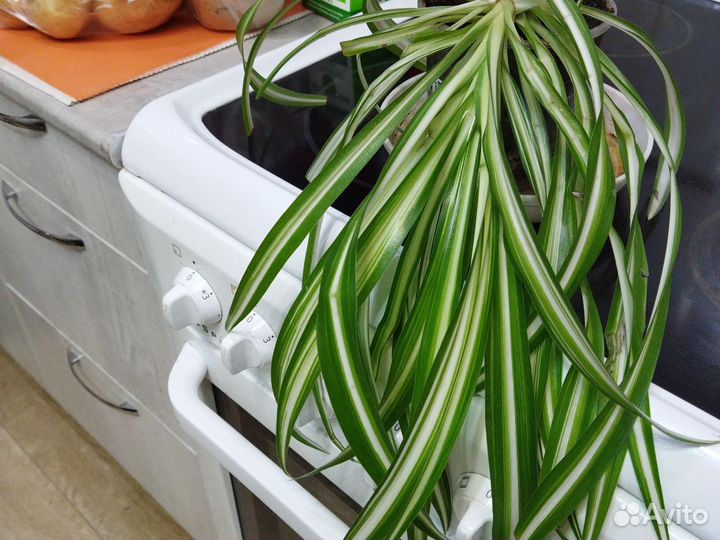 Кодиеум кротон