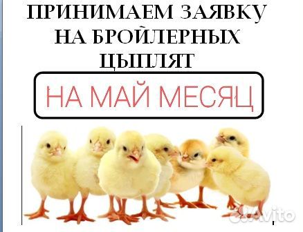 Корма для животных