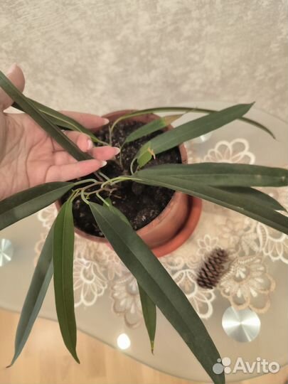 Продам фикус Али