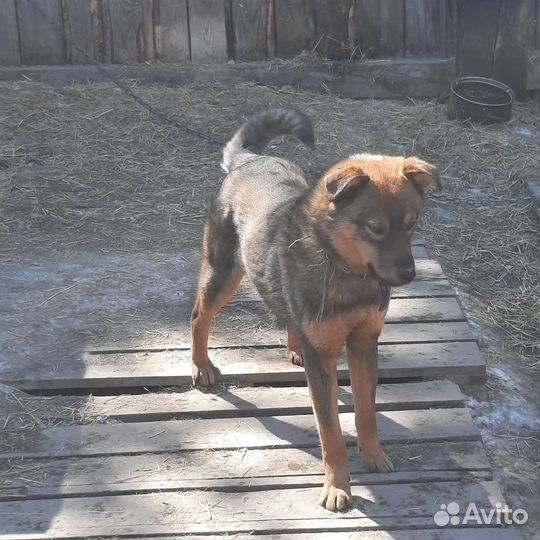 Кобелёк в добрые руки