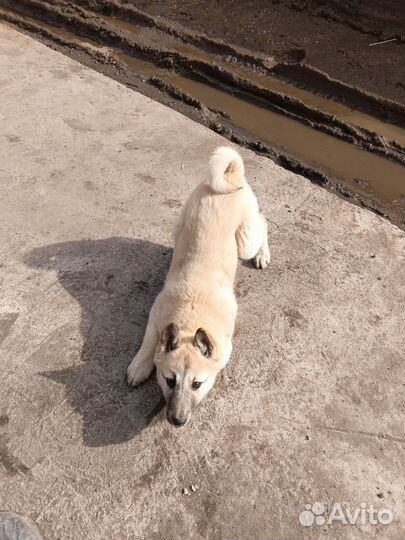 Щенки Западно-сибирской лайки