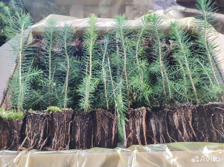 Саженцы сосны обыкновенной зкс от производителя