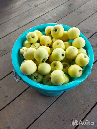 Яблоки