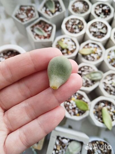 Суккулент Graptopetalum amethystinum