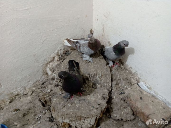 Голуби