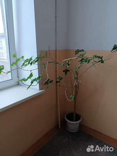 Цветок Китайская роза