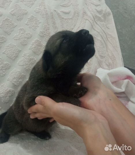 Очень красивые щенки