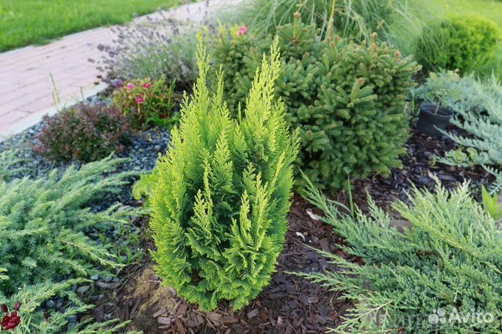 Уличные растения