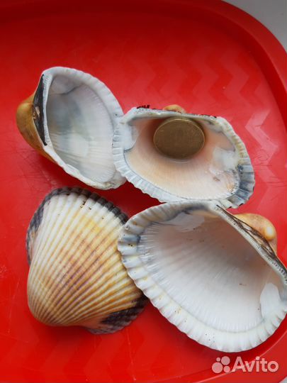 Ракушка для свечей. Ракушки скафарка