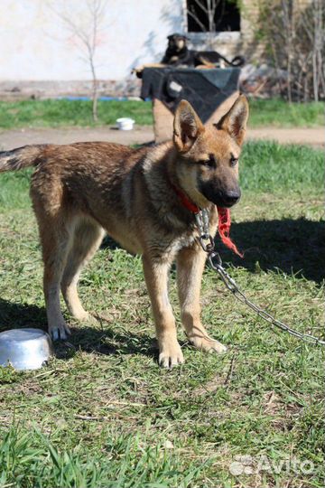 Собака в добрые руки