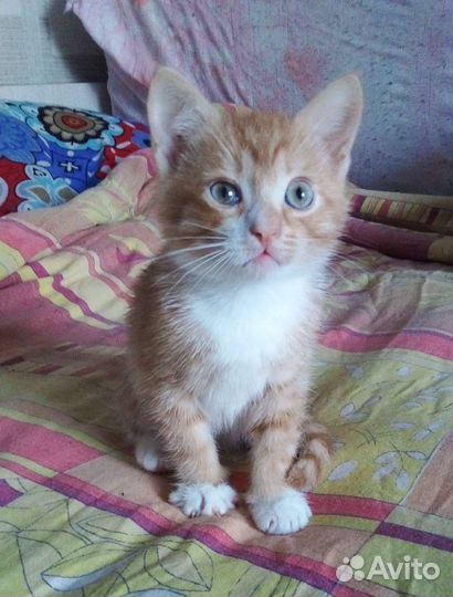 Котенок мальчик