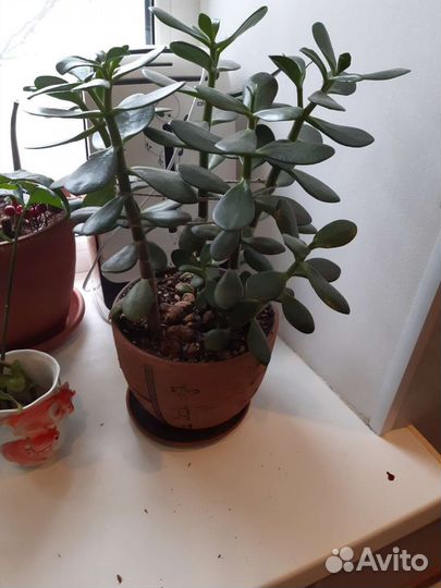 Продам цветы комнатные