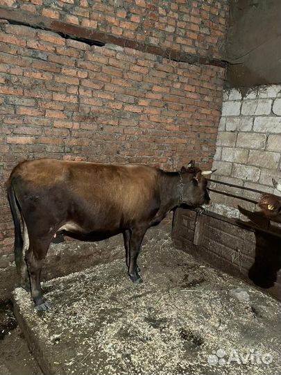 Корова дойная с теленком