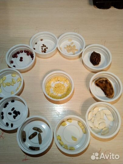 Гербарий (семена) ок.Радуга парка